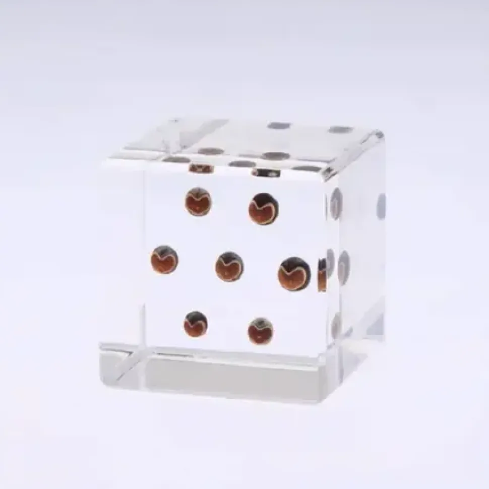 Sola Cube Balloon Plant