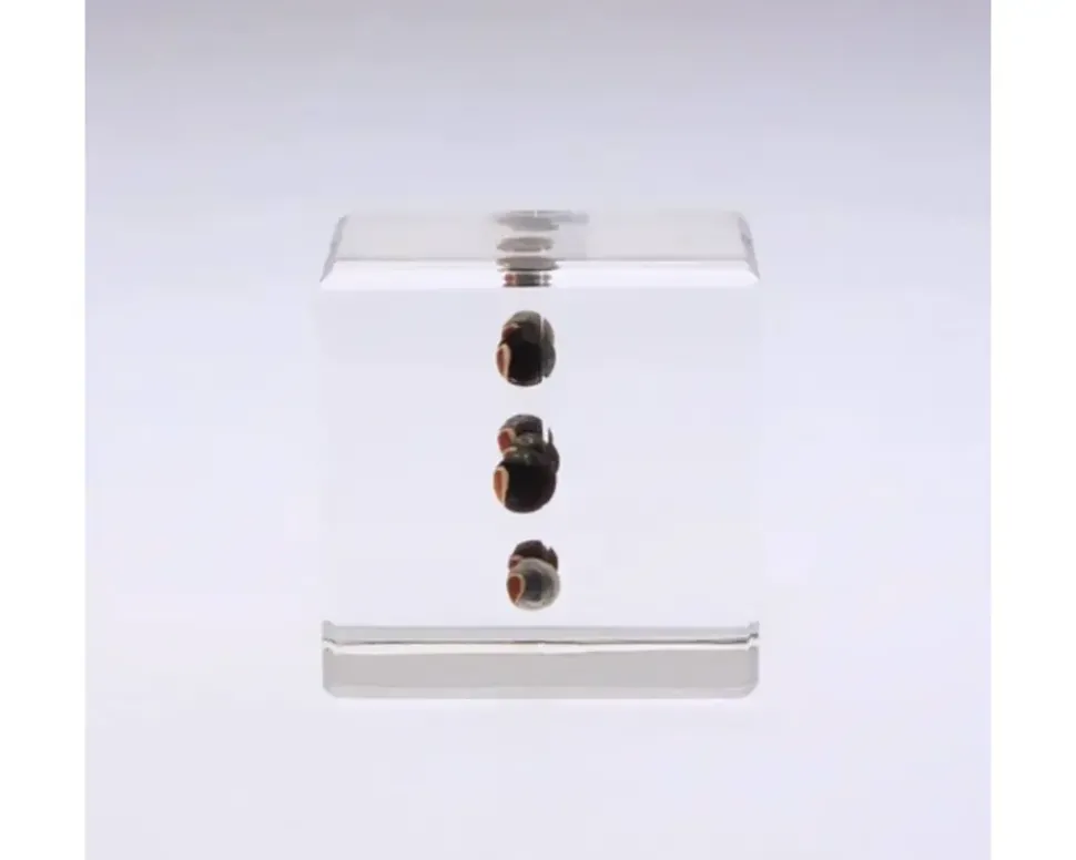 Sola Cube Balloon Plant