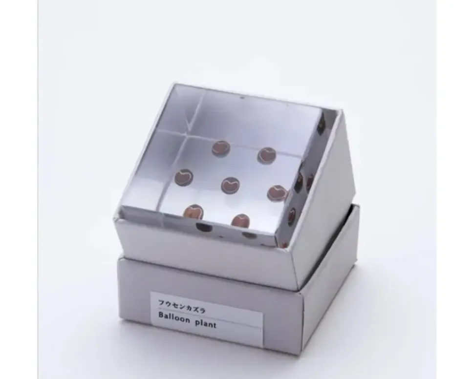 Sola Cube Balloon Plant