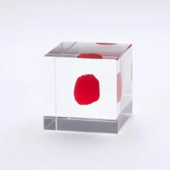 Sola Cube Huayruro Seed
